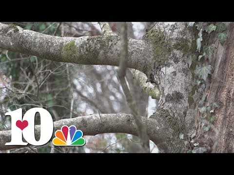 Identifying trees without their leaves