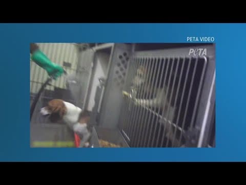 Virginia dog breeding facility to pay over $35M in fines for horrific animal welfare violations