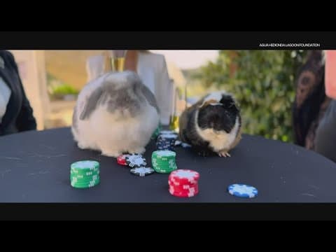 Lagoon's Eleven | Supporting Agua Hedionda Lagoon Foundation's environmental efforts