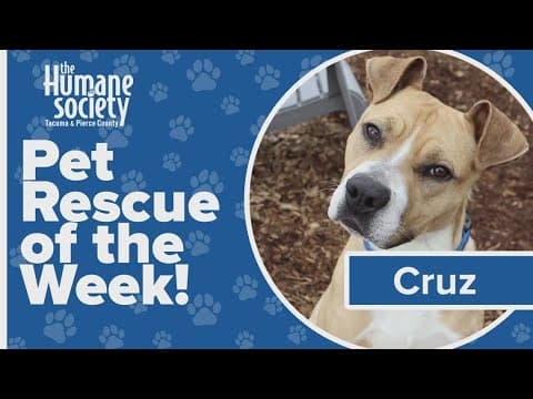 Pet Rescue of the Week: Cruz