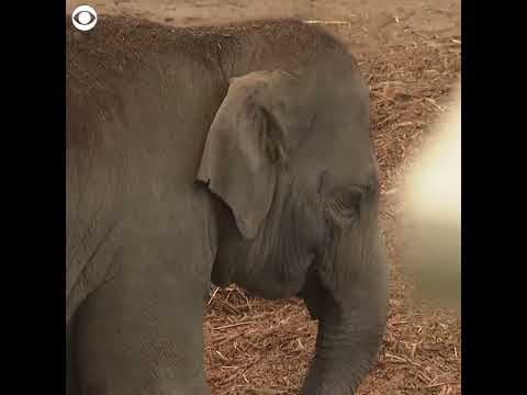 Baby elephant born at zoo in Germany #shorts