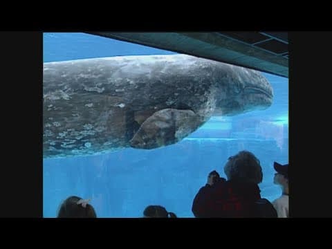 CBS 8 History | A look back at the rescue of JJ The Grey Whale in 1997