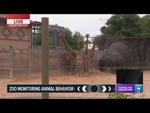 Houston Zoo monitors how solar eclipse impacts animal behavior
