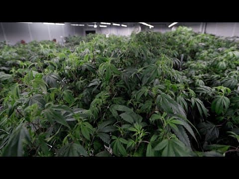 Issue 2 in effect: What the law means now and the efforts underway to amend it