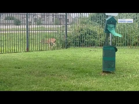 Deer rescued from fence in Missouri City