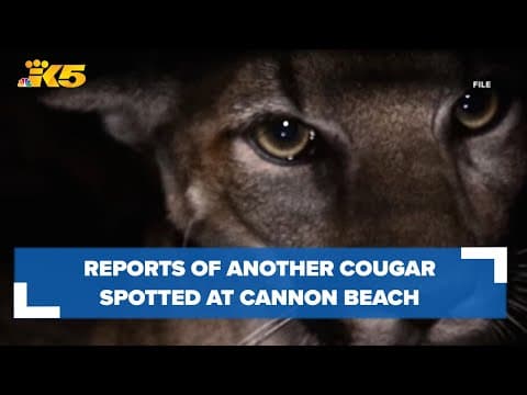 Reports of cougar at Cannon Beach
