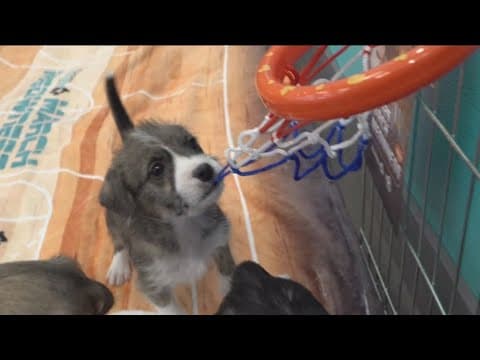 San Diego Humane Society kicks off "March Meowness" tournament