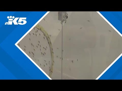 Risk of malaria to public low after possible local infection