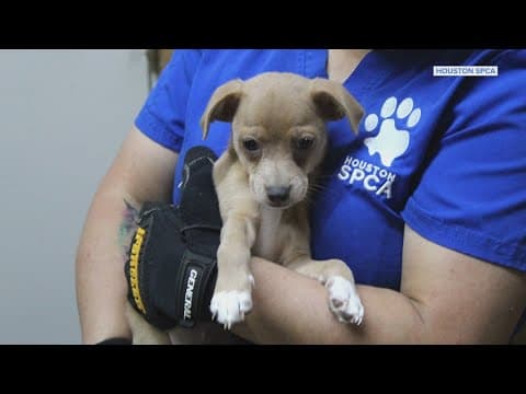 Hundreds of animals seized from Santa Fe, Texas pet store