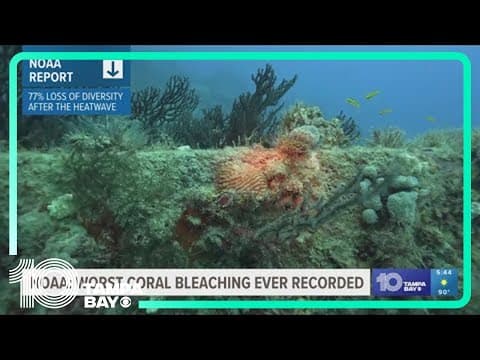 Last year's marine heatwave caused severe decline of elkhorn coral