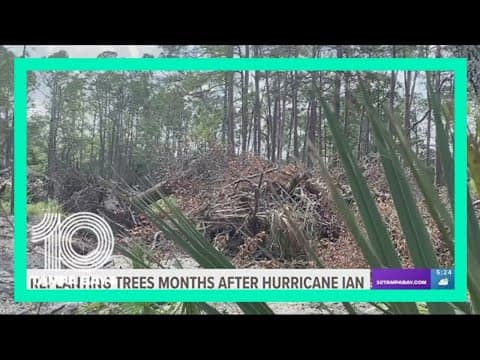 After thousands of trees lost to Hurricane Ian, group vows to 'Replant Englewood'