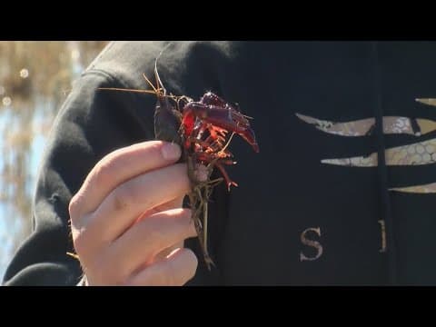 Louisiana farmers say good crawfish season expected