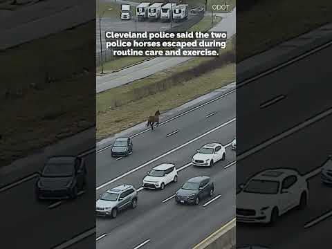 WATCH: Cleveland police chase horses on I-90 #shorts
