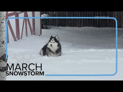 Husky playing in Colorado snow
