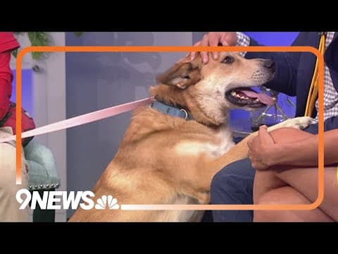 2-year-old pup available for adoption is sweet and playful