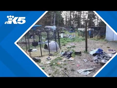 Over 30 dogs seized from Pierce County home suspected of animal cruelty, illegal breeding