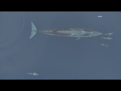 NOAA Fisheries completes marine survey that reveals extraordinary insights into ocean life