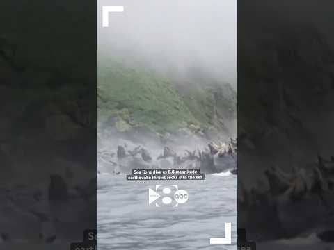 An 8.8 magnitude earthquake in Russia sent rocks tumbling down a cliff, causing sea lions to dive