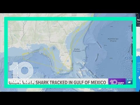 11-foot great white shark pings off coast of Florida