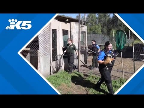 Pierce County Sheriff's Department seizes over 200 birds from cockfighting operation in Buckley