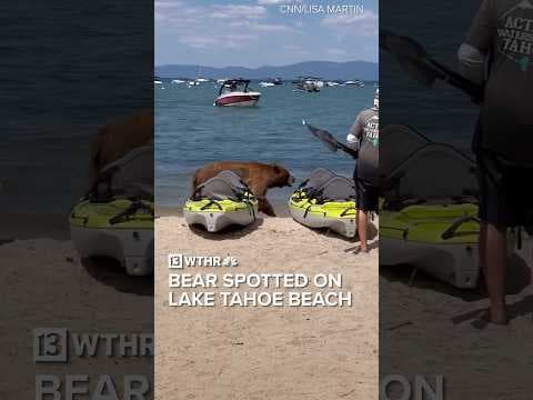 Bear spotted on Lake Tahoe beach | Via: CNN