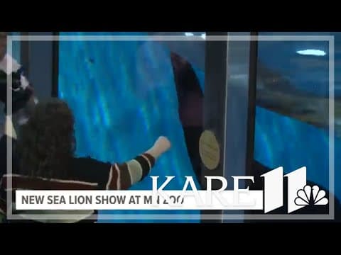 New sea lion show at MN Zoo