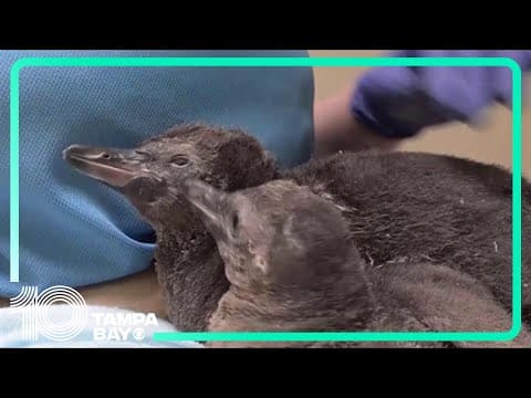 Foster penguin chicks thriving at Illinois zoo