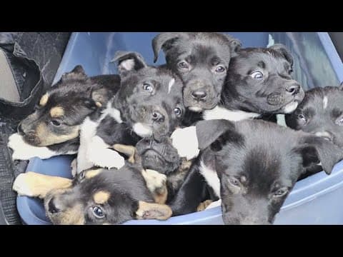 8 puppies found in a garbage can at a North Texas park