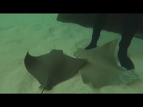 Stingray injuries rise as more people head to San Diego beaches