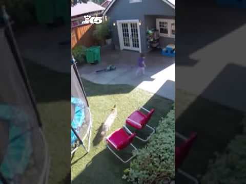 Coyote chases 4-year-old in Portland backyard