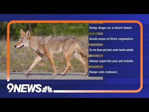 Broomfield neighborhood warned about coyotes killing pets