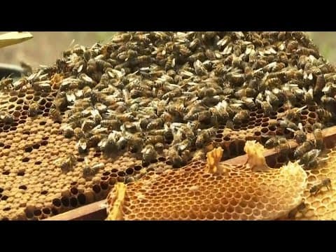 Bees attack and kill Grimes County man