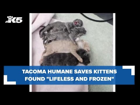 Tacoma Humane saves kittens found 'lifeless and frozen stiff' in cardboard box