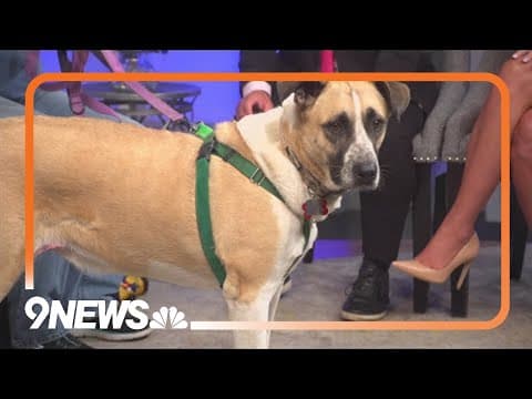 Petline 9: Meet Mortimer the adventure dog