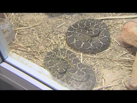 Copperhead snakes surge as cicada season peaks in Texas