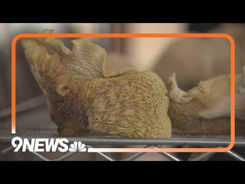 Boulder County backs fungi research for wildfire solutions