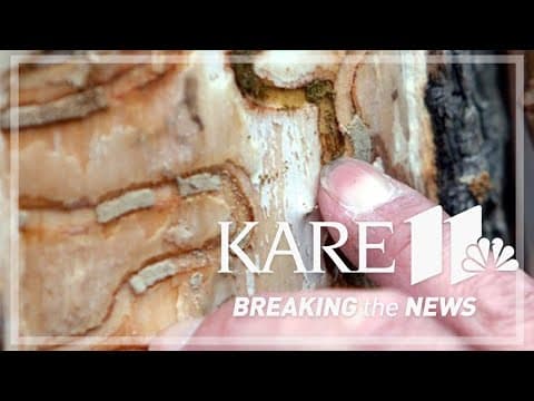 St. Paul, Minneapolis finish removing 67,000 infected ash trees with plans to replant even more
