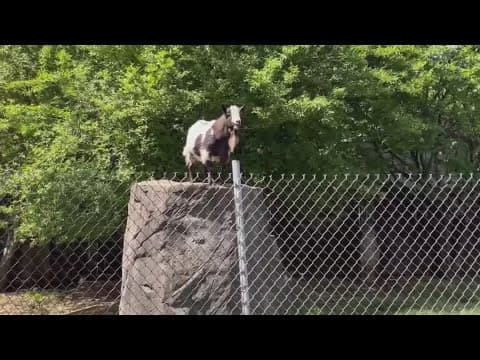 Neighbors in Henrico Co. want one family to get rid of their pet goat