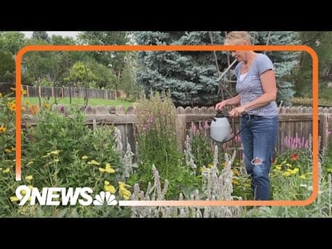 Proctor's Garden: Getting rid of Japanese beetles