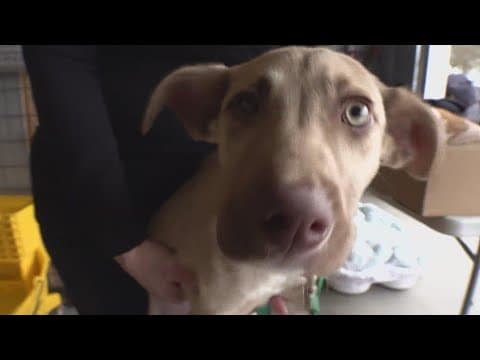 Can you foster a pet? Local shelters calling for help