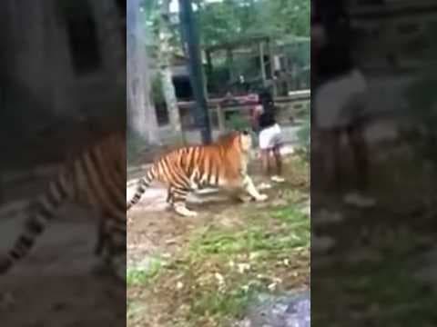 Woman accused of climbing into tiger's enclosure faces trespassing charges