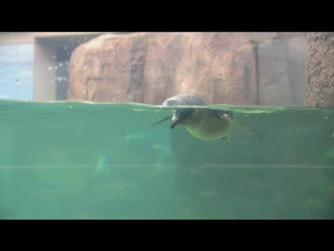 New 'Little Blue Penguins Exhibit' opens at the Birch Aquarium