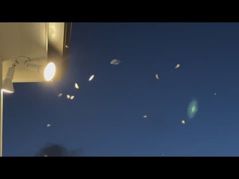 Termites: Least wonderful time of the year