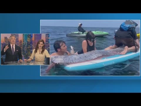 12-foot 'Doomsday fish' found in water near San Diego beach