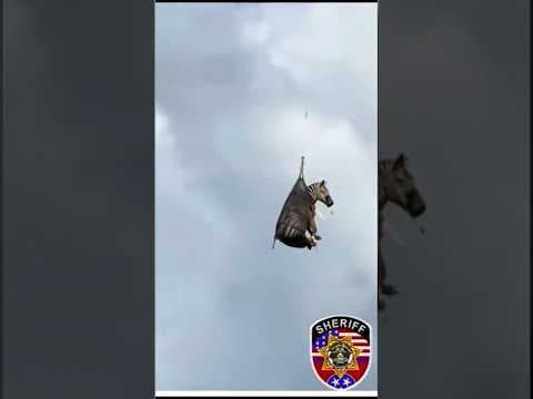 Zebra Airlifted After Escape