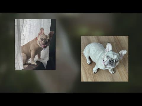 2 French Bulldogs stolen within a week in DC