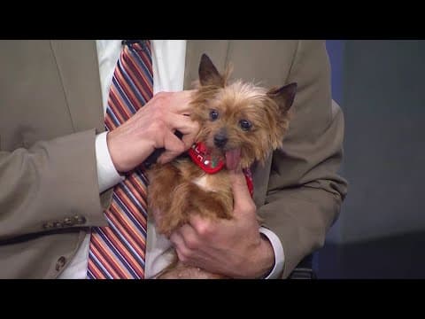 Operation Kindness rescues 19 dogs in Montgomery County as part of pet rescue efforts