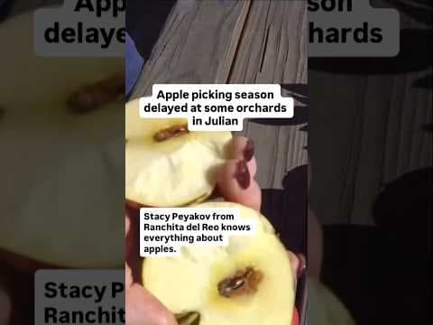 Apple picking season delayed at some orchards in Julian