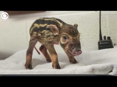 Red river hog piglets born at Nashville Zoo