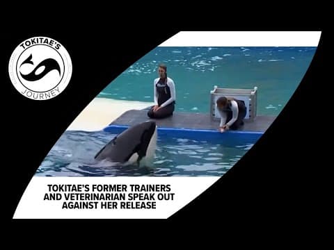 'She is home': Famous orca’s former trainers & vet oppose plans to release her